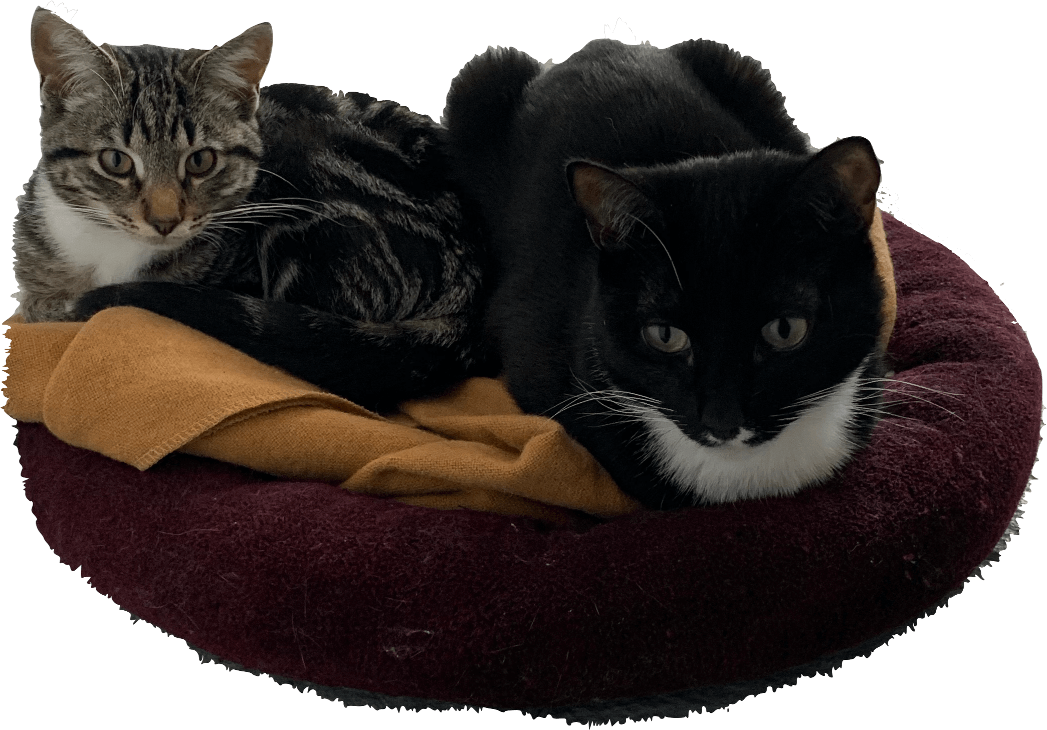 Tosti and Jujube, two cats lounging together